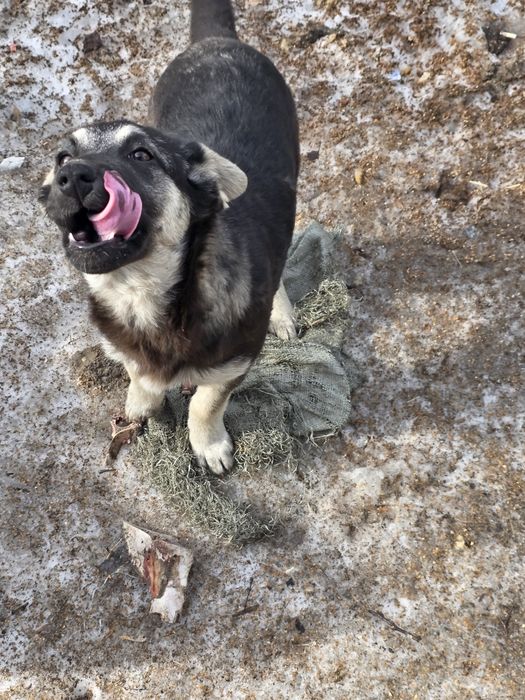 Щенки девочки ищут дом