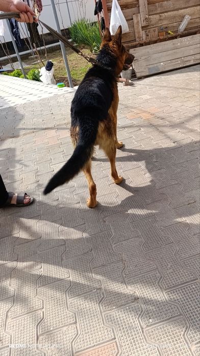 Овчарка немецкий