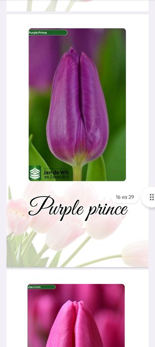 Оптом и розницу Голландские тюльпаны