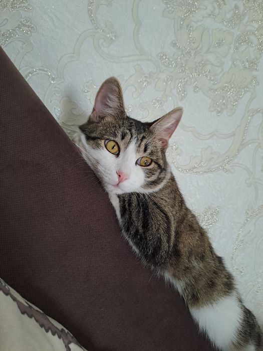 Потерялся кот в районе нахаловки