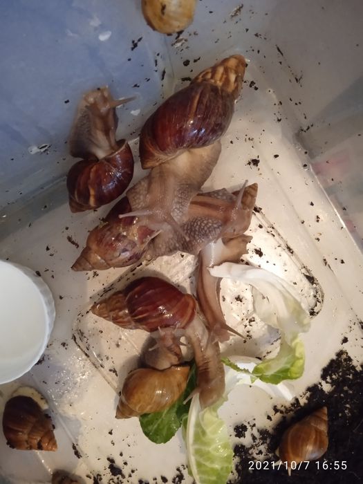 Улитки ахатина африканские