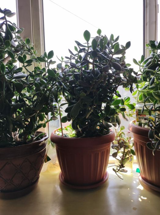 Денежные деревья