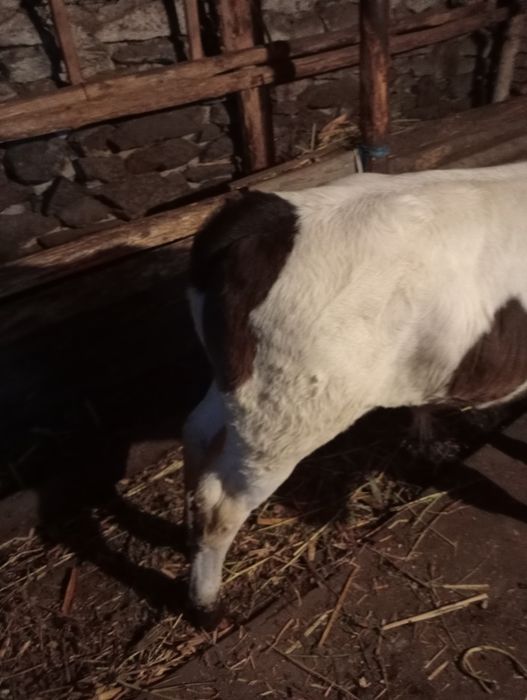 Vițel rasa bălțat romanesc