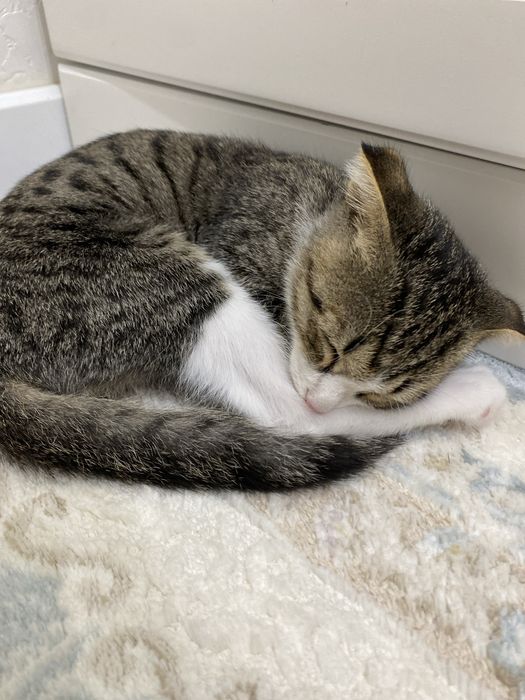 Шотландская вислоухая кошка