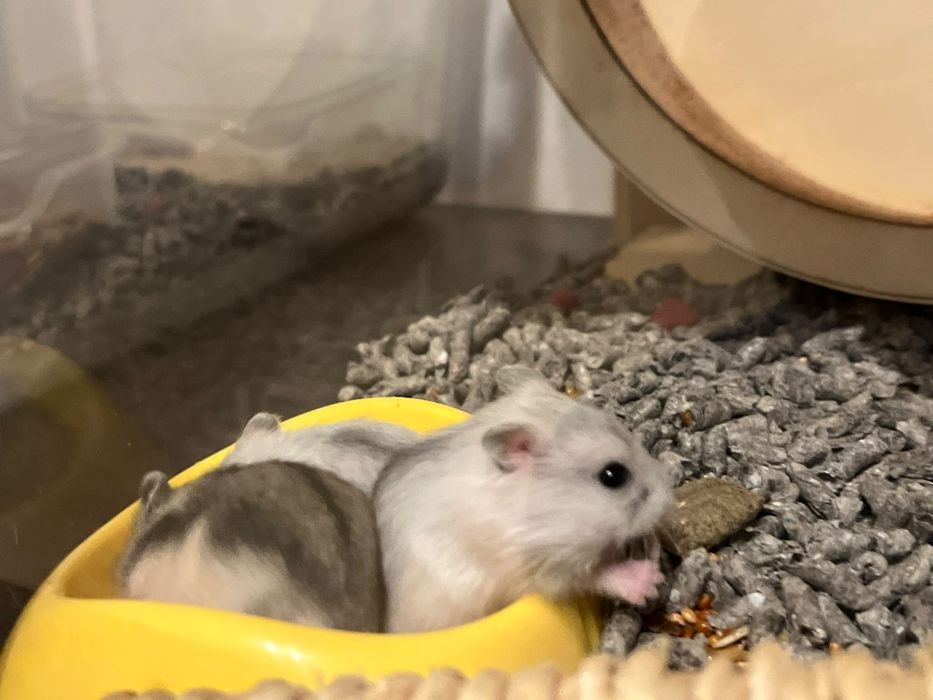 Donez hamsteri pitici siberieni