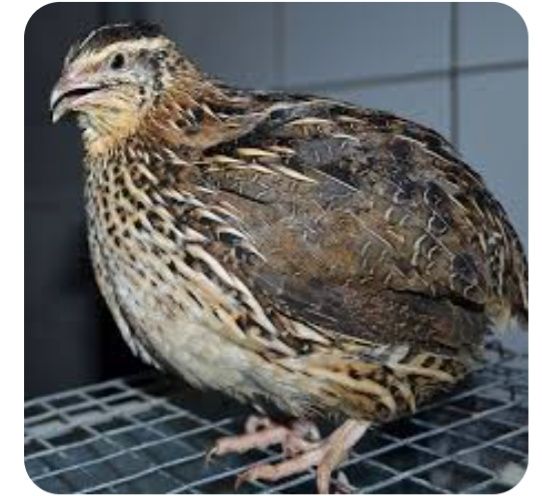 Перепёлки продам