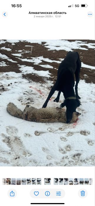 Тазы Қабылан 3 қар басты