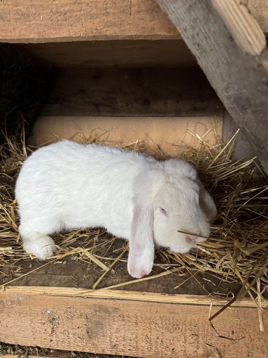 Doi masculi de vanzare 150 bucata  negociabil