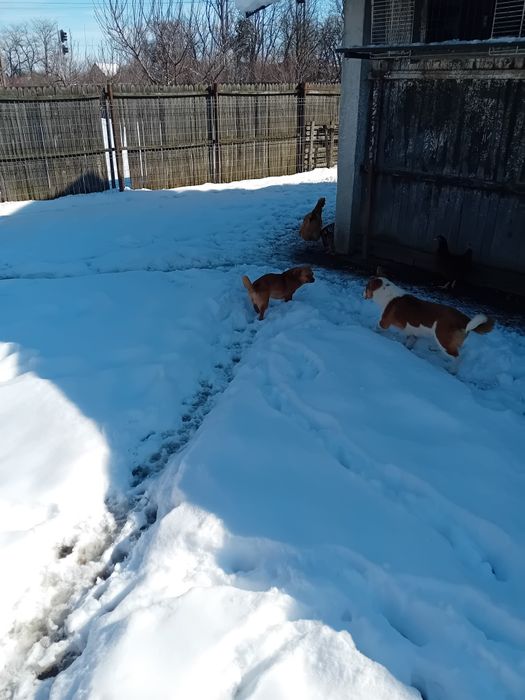 Donez catelusa talie mică. Vârstă aproape un an de culoare maro.