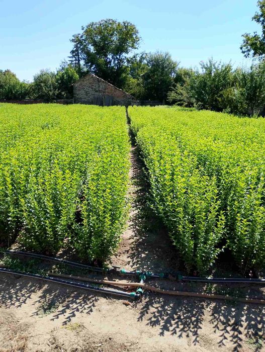 Лигуструм на гол корен