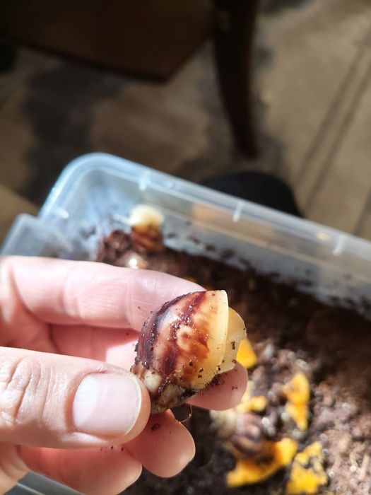 Ulitka sotiladi soglom yuzga qoyilmagan 3-4 sm lisi 15 mingdan