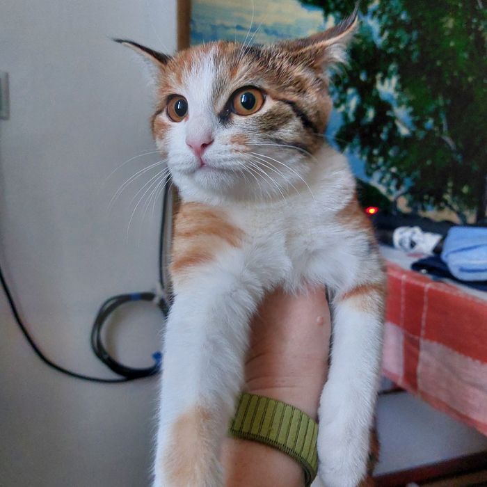 Отдам котят в добрые руки