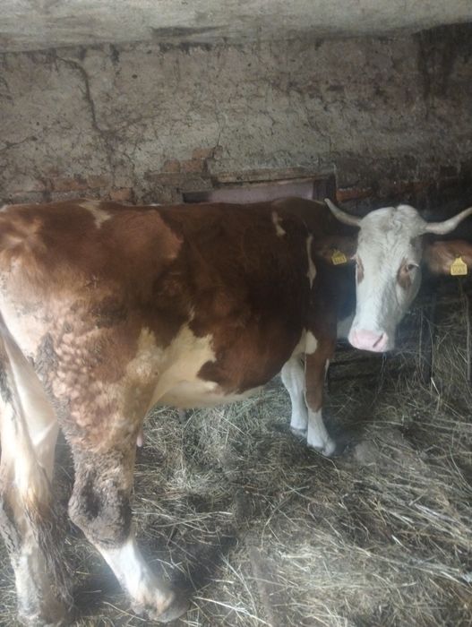 Vând vacă bălțată românească gestantă in luna a șasea.