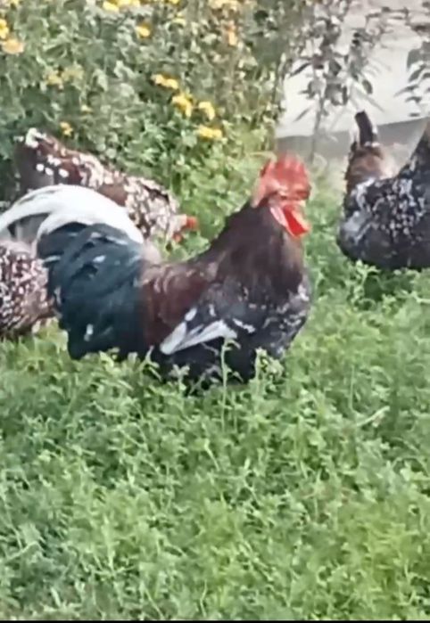 Легорн Далматин, Изабэлла, Парселан Тухум ва жужалари бор