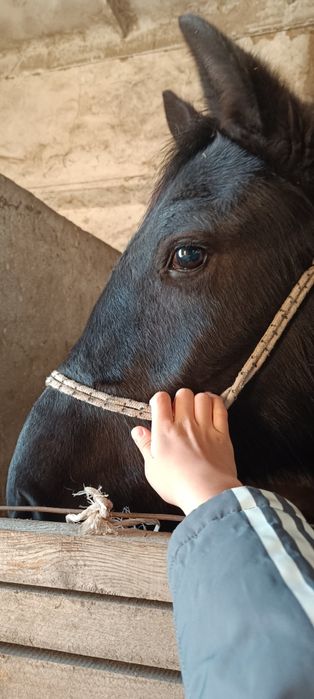 продам лошадь обмена нет