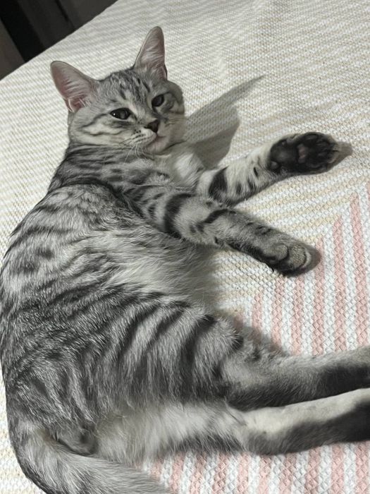 Отдам в хорошие руки кота