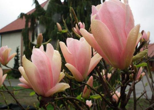 Magnolia Yello River