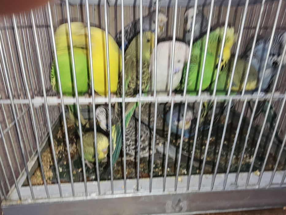 Vand pui si perusi standard