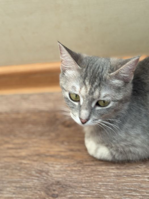 Котятка Аксу бесплатно