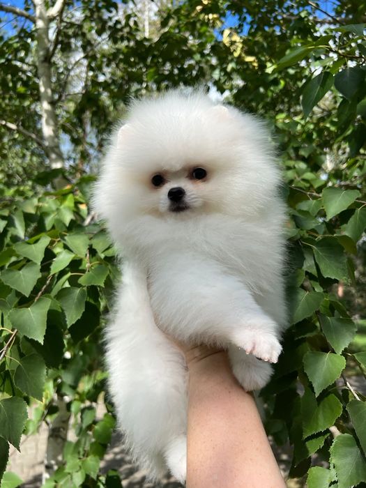 Помиранский Шпицы