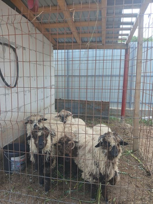 Vand 7 miei de anul asta