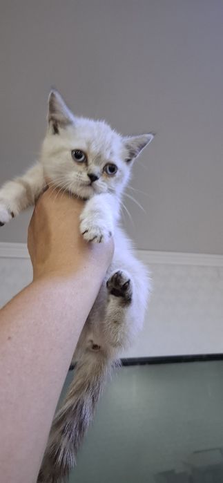 Британские котята