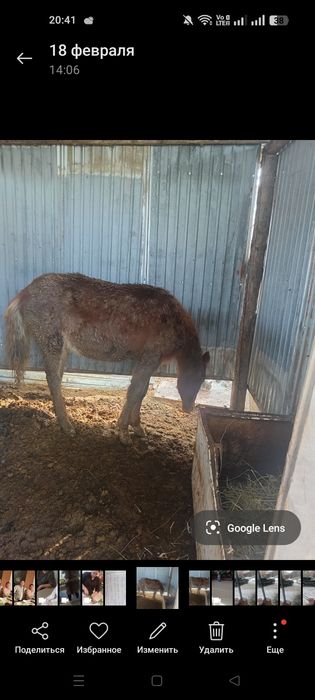 Тай (жеребец) сатылады