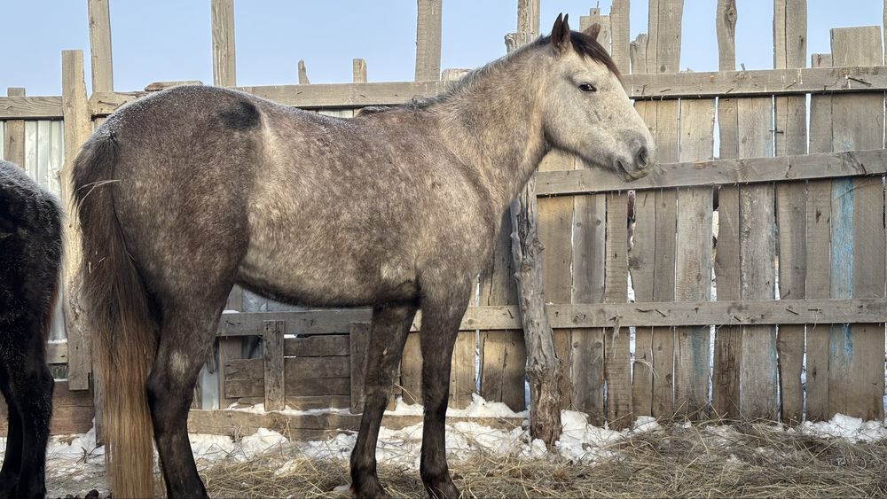 Осы бие сатылады бойдақ