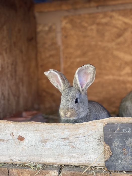 Iepuri pui Metis de Urias German