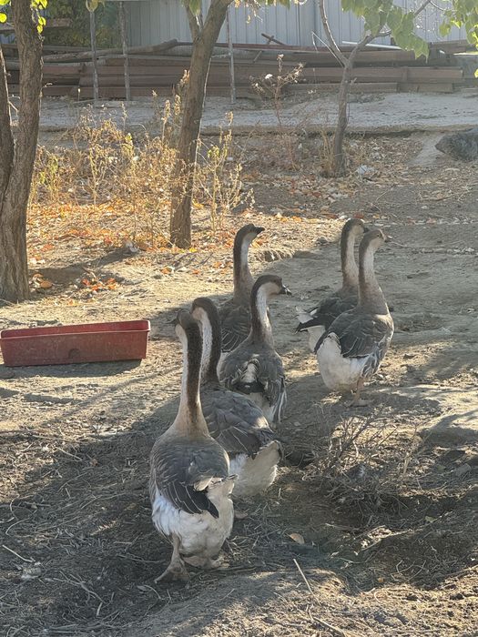 Каздар сатылады .