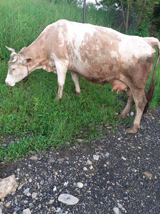 Vaca cu lapre de vanzare