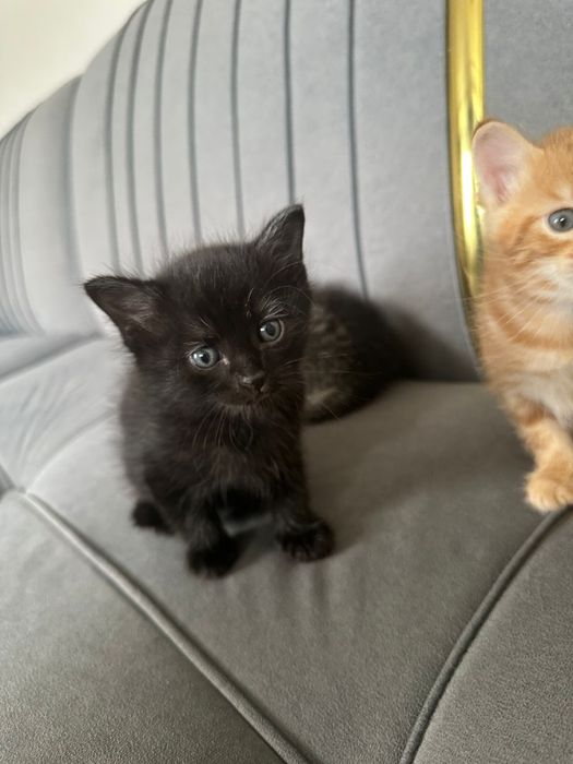 Котята мальчик , девочка отдам в хорошие добрые руки