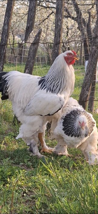 Ouă incubat brahma herminat deschis linie foarte bună!!!