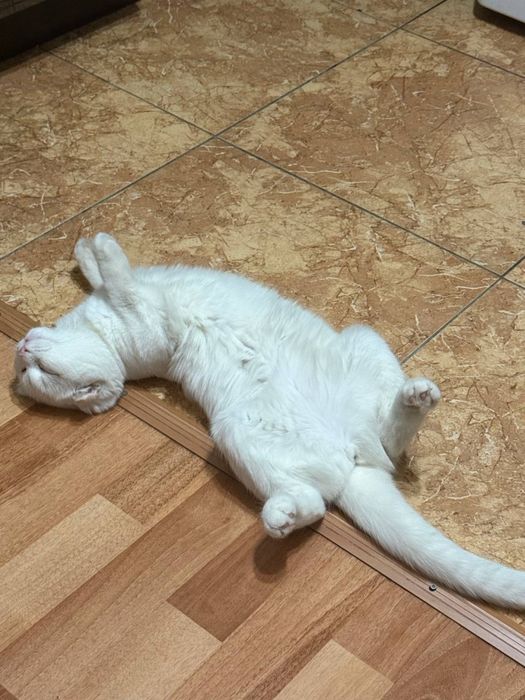 Отдам кошечку в хорошие руки