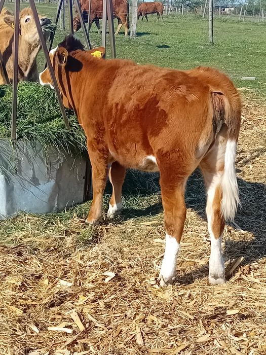 Vand vitea baltata din linie de lapte