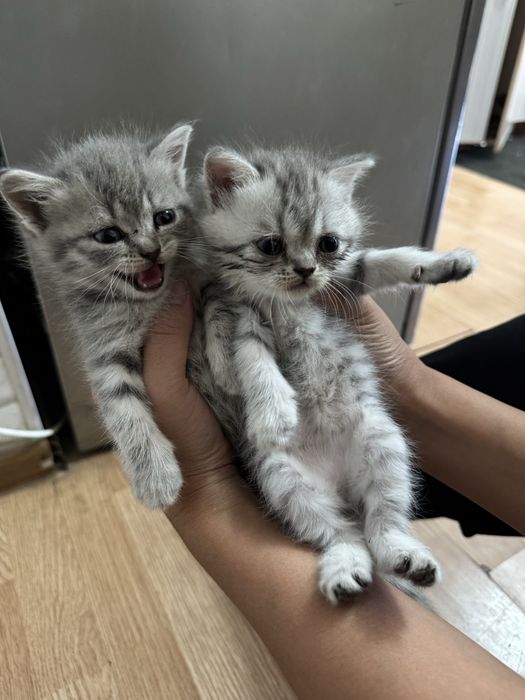 Продам котят срочно