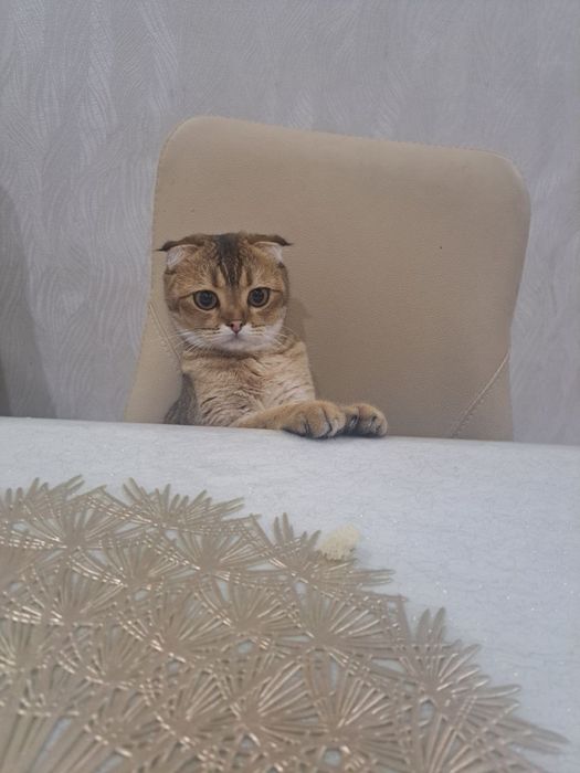 Продаётся Золотая шиншилла Скоттиш-фолд