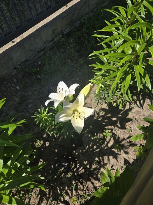 Продам цветы садовые