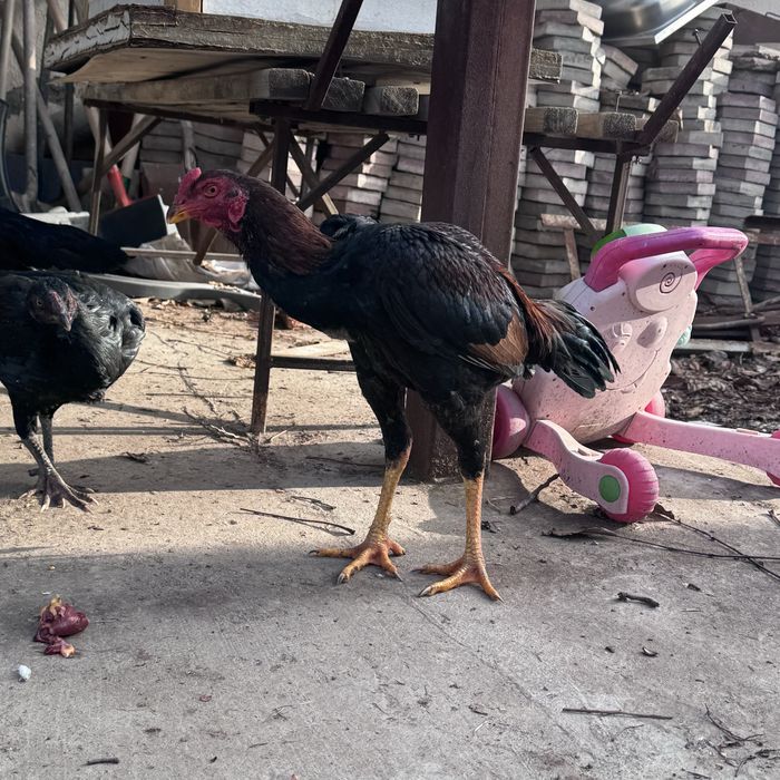 петух бойцовский