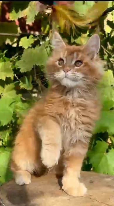 Котята породы Мейн Кун
