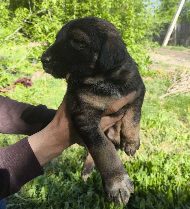 Щенки ТАЗЫ,им 1 месяц