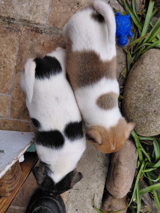 Кученца Джак Ръсел териер