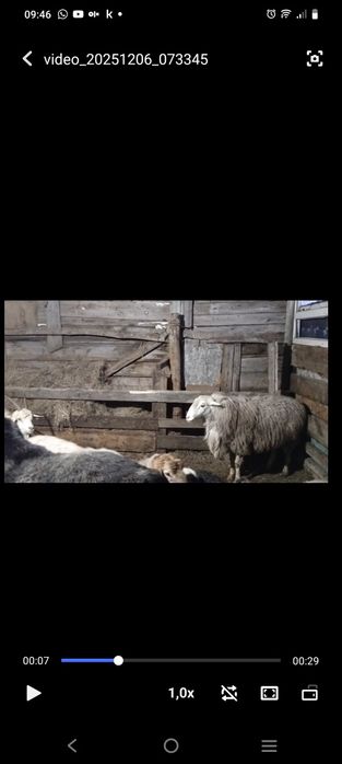 Кошкар на племя 2шт