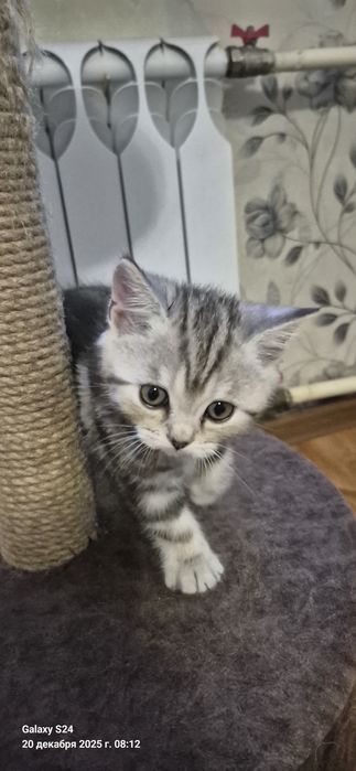 Продаються котики