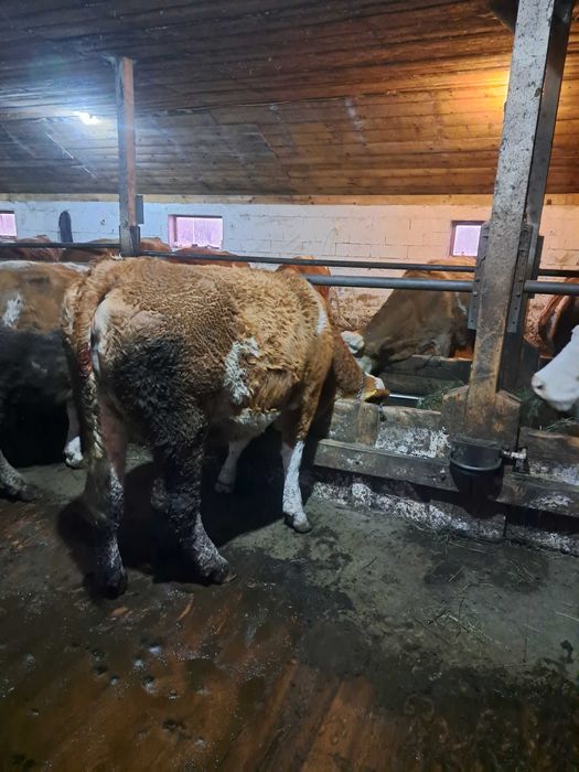 Vând  juninca  2 ani jumate