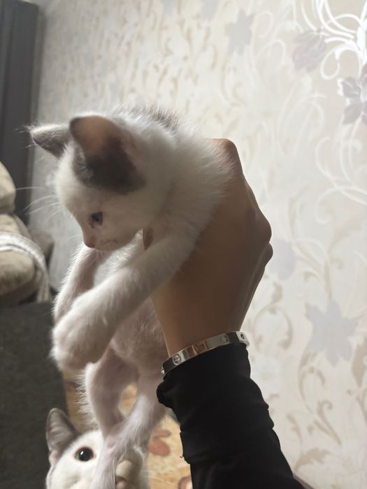 Отдам котят в добрые руки
