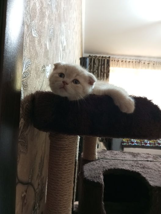 Британцы:Скотиш Фолд