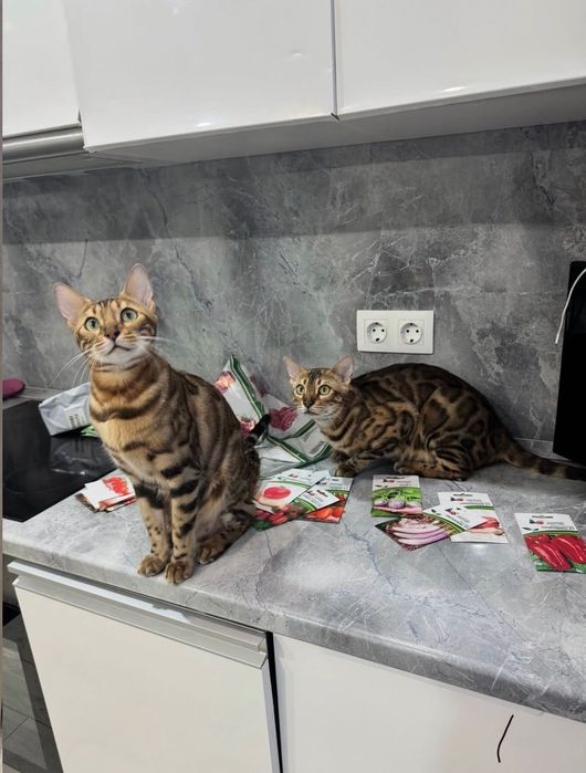 Продажа Бенгальских Котят!