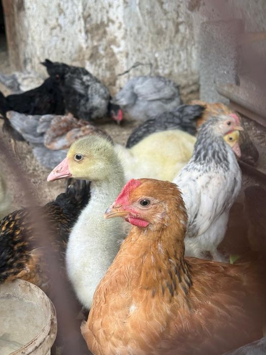 Цыплята тауық балапаны