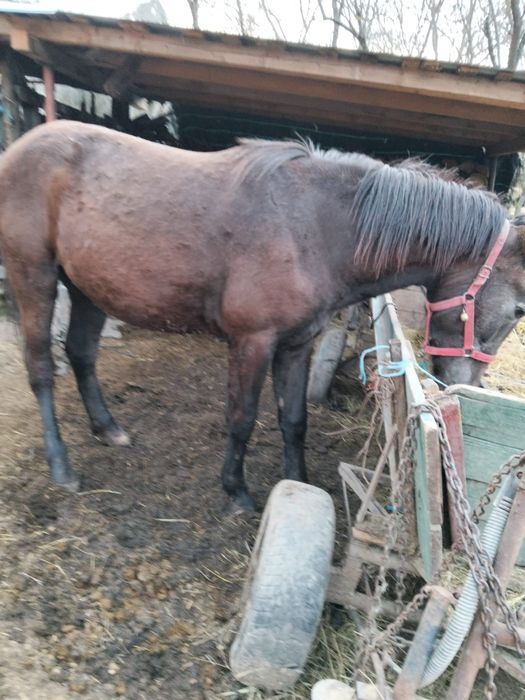 Iepe de vanzare Mehedinți